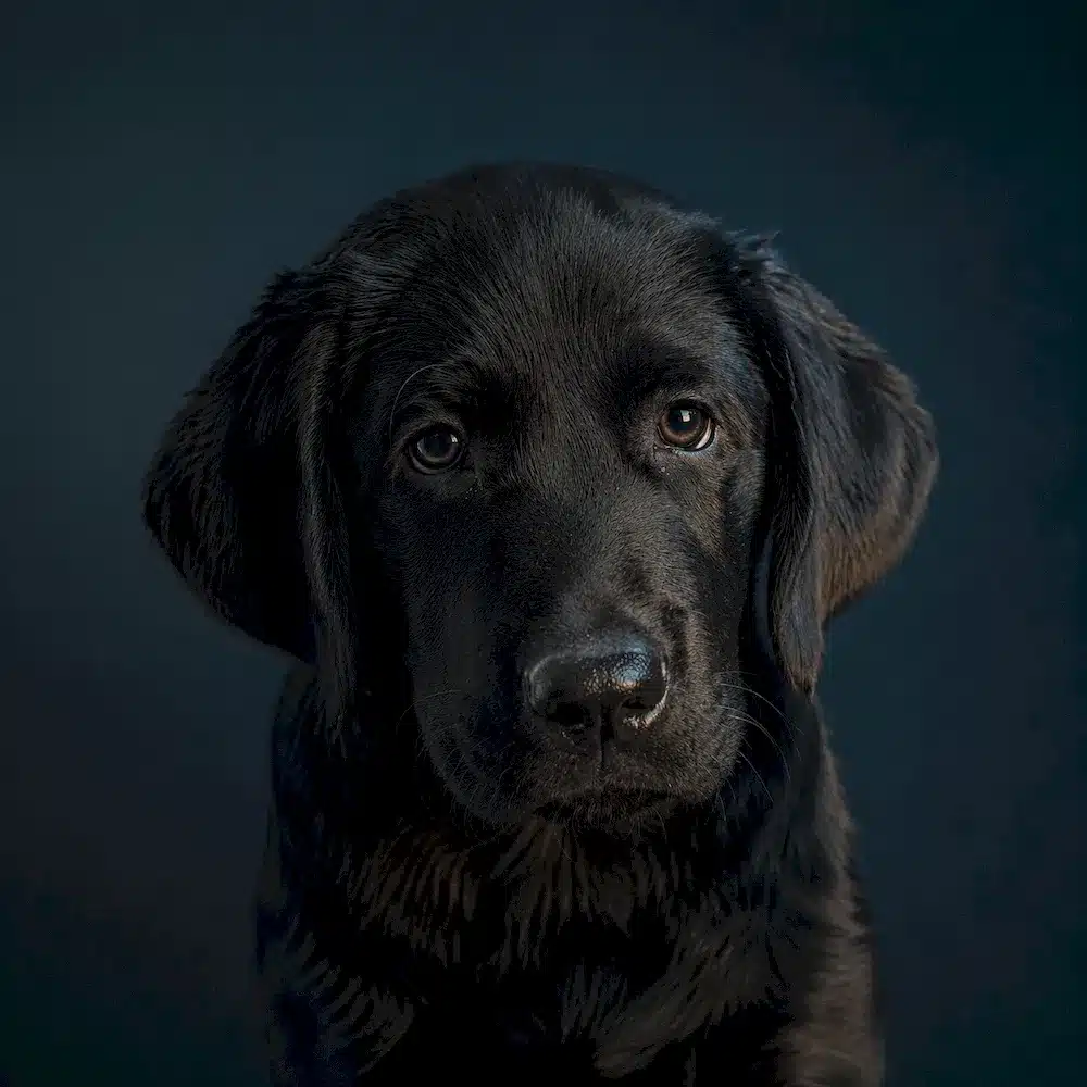 Cachorro de labrador negro mirando a cámara
